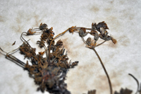 Detalle 3